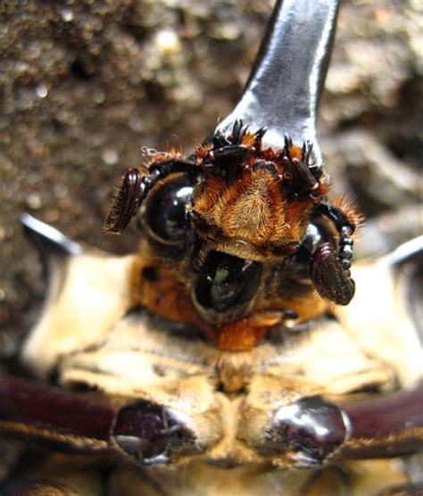 7 Scary Insects That Will Give You Nightmares .